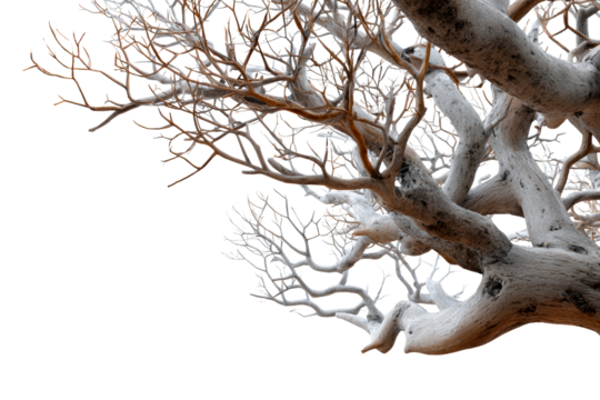 Artistic arrangement of a bare tree with no leaves