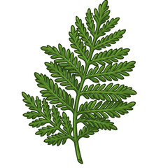 Isolated Green Fern Leaf Illustration With Transparent Background