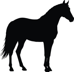crisp clean stylish elegant modern detailed professional high quality Black Horse Silhouette on Transparent Background