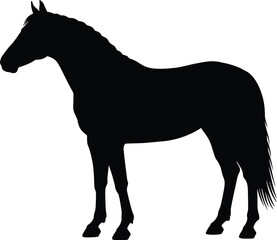 vibrant crisp clean stylish elegant modern detailed professional high quality Horse Silhouette on Transparent Background