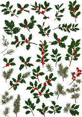 Isolated Christmas Holly Branches With Red Berries On Transparent Background Photo
