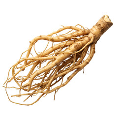 Isolated Ginseng Root with Transparent Background Photo Realistic Illustration