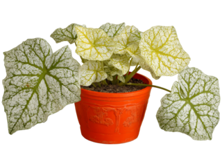 Variegated bergenia in orange pot houseplant, Isolated On White Background, Png Transparent