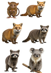 Isolated Collection of Various Animals with Transparent Background Photo
