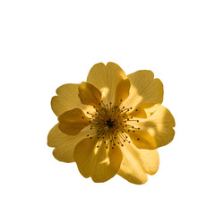 Isolated Golden Yellow Flower Bloom Isolated on Transparent Background Photo