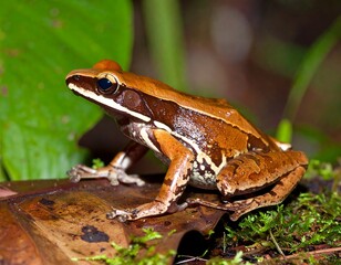 Obraz premium Frog on leaf in forest
