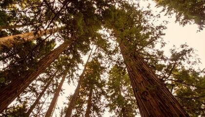 Fototapeta premium Majestic Redwood Trees in Serene Forest, Nature Photography from Ground Perspective