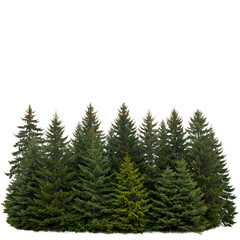 Photo of Green Pine Trees in a Dense Forest with a White Background