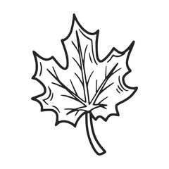 Hand drawn maple leaf representing autumn and nature