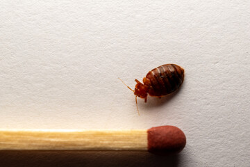 Dead bedbugs