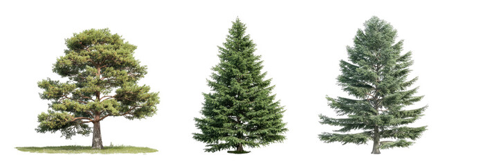 Three different types of trees,  isolated on black background.  Distinct shapes and shades of green foliage.  Conifers with varying needle structures, one a pine, two appear to be fir or spruce types