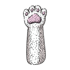 pads cat paw sketch hand drawn vector