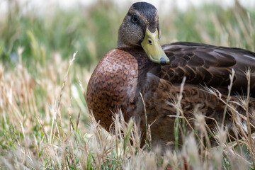 female mallard duck