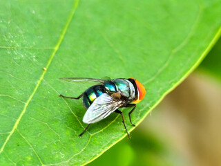 Flies, flying insects with red eyes and thin wings, land on green leaves. This type is often seen flying in kitchens and trash cans, with blurred natural backgrounds.	
