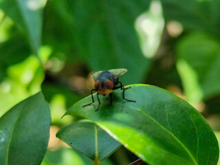 Flies, flying insects with red eyes and thin wings, land on green leaves. This type is often seen flying in kitchens and trash cans, with blurred natural backgrounds.	
