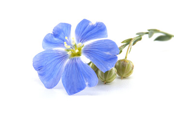 Naklejka premium A stunning close-up showcases a bright blue flax flower in full bloom with seed pods.