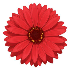 Isolated Red Gerbera Flower Illustration On Transparent Background Photo