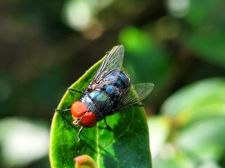 Flies, flying insects with red eyes and thin wings, land on green leaves. This type is often seen...