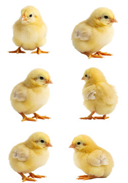 Isolated Photo of Six Baby Chicks In Various Poses and Yellow Color