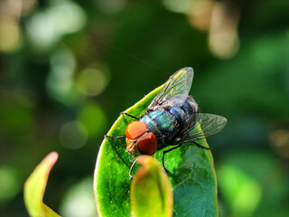 Flies, flying insects with red eyes and thin wings, land on green leaves. This type is often seen flying in kitchens and trash cans, with blurred natural backgrounds.	
