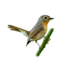 Female Hill Blue Flycatcher perched on a green stem, showing warm brown plumage and bright eyes.