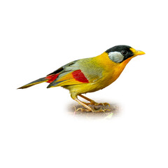 Silver-eared Mesia standing on the ground, showing bright yellow body, red wing patches, and silver cheeks.