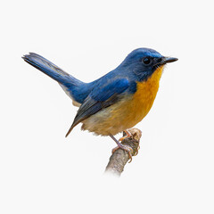 Male Hill Blue Flycatcher perched on a branch, showing vibrant blue upperparts and bright orange breast.