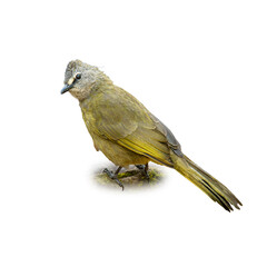 Flavescent Bulbul perched on a mossy rock, displaying olive-green plumage and a distinctive pale eye.