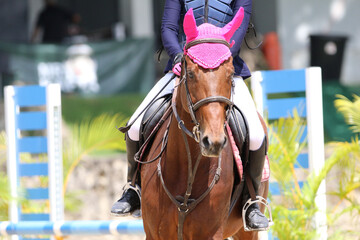 competitive equestrian sport