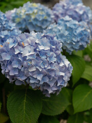 Hydrangea flowers in full bloom