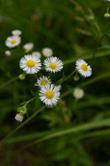 White flowers blooming on green stems