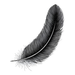 Isolated White Feather Illustration On Transparent Black Background