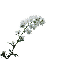 Isolated White Flower Against Black Background a Realistic Photo
