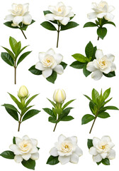 Isolated White Gardenia Blossoms with Green Leaves on Transparent Background