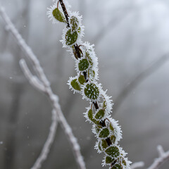Naklejka premium Photo of Frost Covered Leaves on a Branch in a Winter Scene