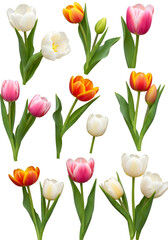 Isolated Tulip Collection A Realistic Photo with White Pink and Orange Blooms