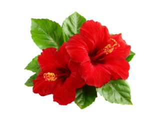 Two vibrant red hibiscus flowers with lush green leaves isolated on black, Isolated On White Background, Png Transparent