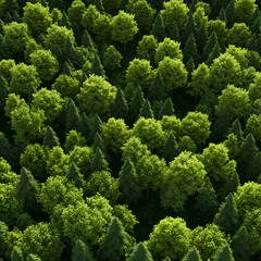 Naklejka premium Photo Of Lush Green Forest Canopy Aerial View Sunlight And Texture