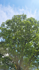 灼熱の樹木／Scorching Tree／작열 나무