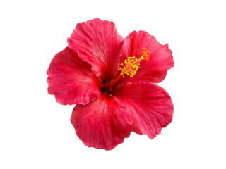 Vibrant red hibiscus flower isolated on black background, Isolated On White Background, Png Transparent