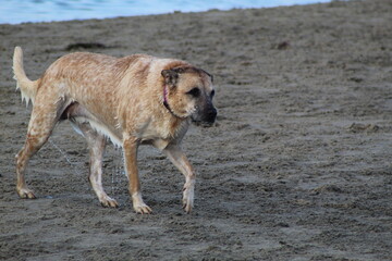 big wet dog at ocean beach dog beach san diego california
