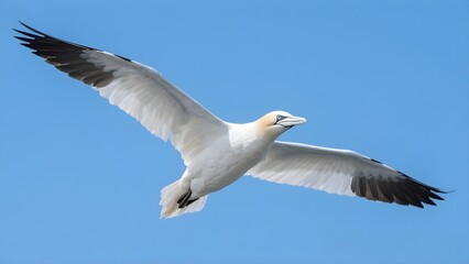 A stunning image of a Northern gannet (Morus bassanus) flying gracefully against a clear blue sky