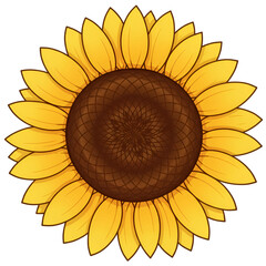Fototapeta premium Isolated Sunflower Illustration In Bright Yellow Color With Detailed Petals