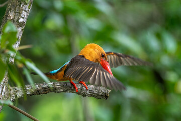 The brown-winged kingfisher (Pelargopsis amauroptera) is a species of bird in the subfamily...