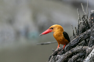 The brown-winged kingfisher (Pelargopsis amauroptera) is a species of bird in the subfamily Halcyoninae