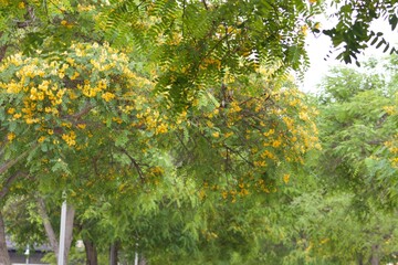 aesthetic green flowering tree with yellow flowers in san diego california