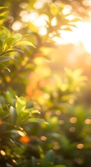 Sunlit foliage: Serene nature scene bathed in golden light creating a tranquil ambiance