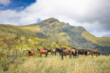 Pasochoa Volcano, Pichincha Province, Ecuador - July 5, 2025: Group of brown horses on the Pasochoa...