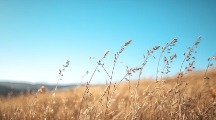 Obraz premium Golden Grass Field with Sunny Sky.