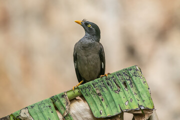  jungle myna (Acridotheres fuscus) is a myna, a member of the starling family.